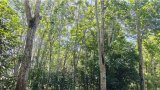 顶层规划加速双基地数智化建设