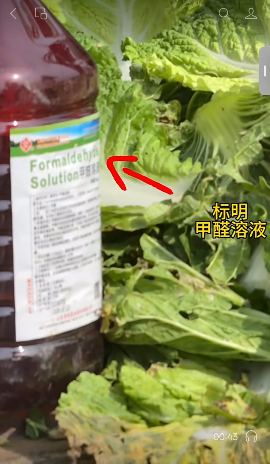 将河北省张家口市康保县屯垦镇白菜收购